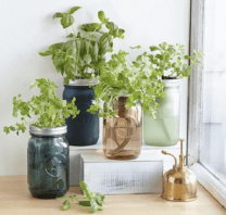 mason jar herb garden